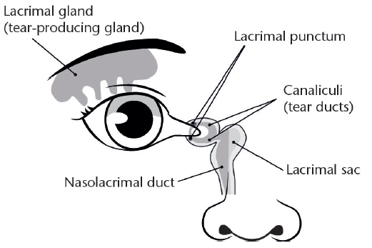 Diagram of the tear drainage system